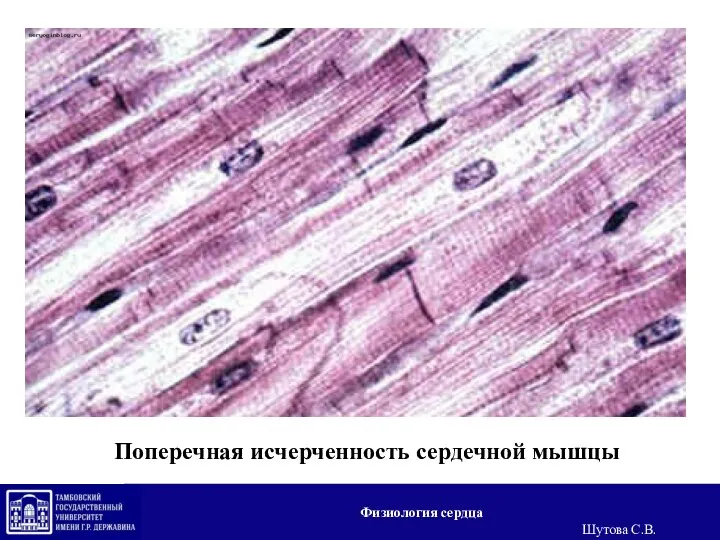 Поперечная исчерченность сердечной мышцы Физиология сердца Шутова С.В.