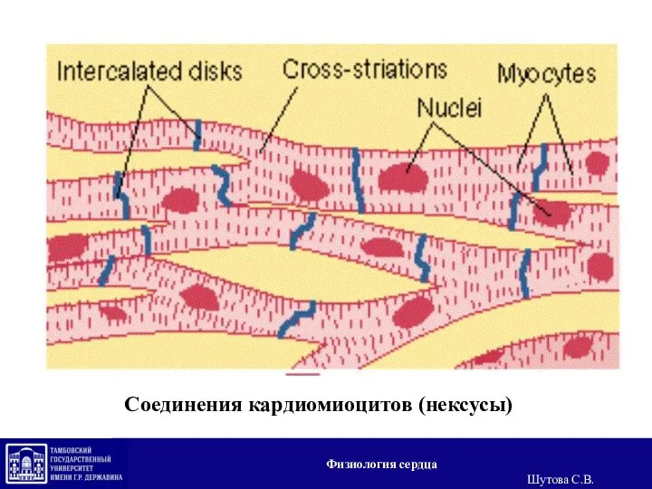 Соединения кардиомиоцитов (нексусы) Физиология сердца Шутова С.В.