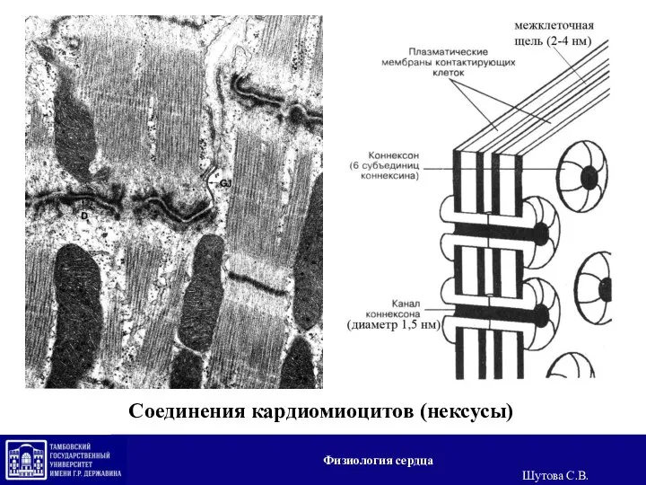 Соединения кардиомиоцитов (нексусы) Физиология сердца Шутова С.В.