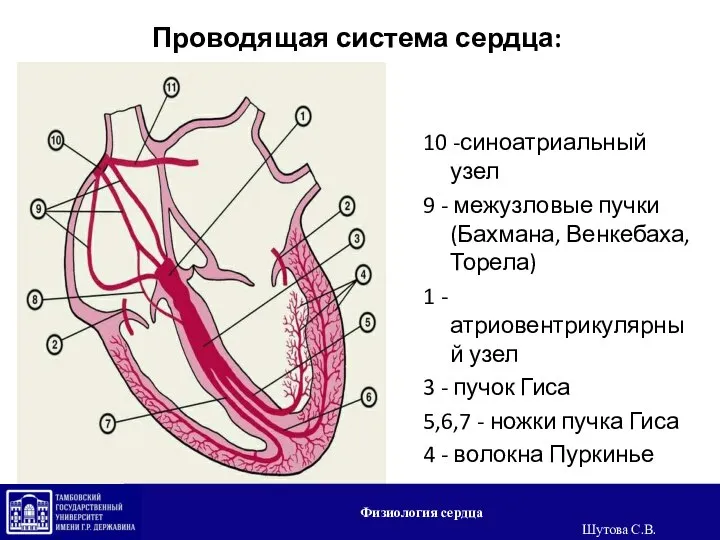 Проводящая система сердца: 10 -синоатриальный узел 9 - межузловые пучки (Бахмана, Венкебаха,