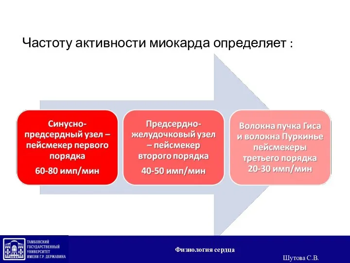 Частоту активности миокарда определяет : Физиология сердца Шутова С.В.