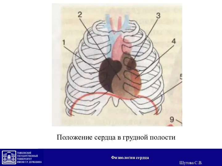 Положение сердца в грудной полости Физиология сердца Шутова С.В.