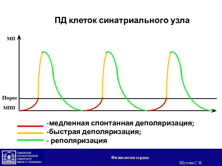 медленная спонтанная деполяризация; быстрая деполяризация; реполяризация ПД клеток синатриального узла Физиология сердца Шутова С.В.