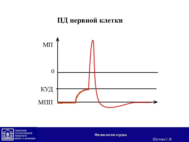 ПД нервной клетки МПП МП КУД 0 Физиология сердца Шутова С.В.