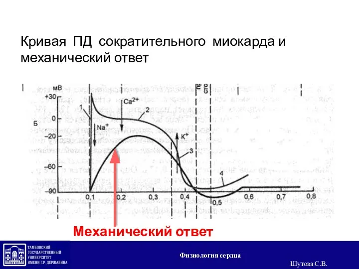 Кривая ПД сократительного миокарда и механический ответ Механический ответ Физиология сердца Шутова С.В.