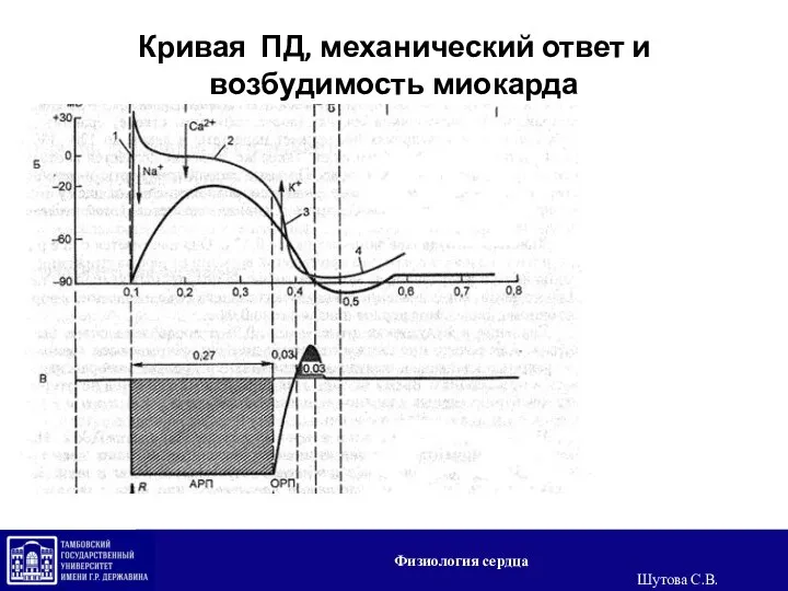 Кривая ПД, механический ответ и возбудимость миокарда Физиология сердца Шутова С.В.