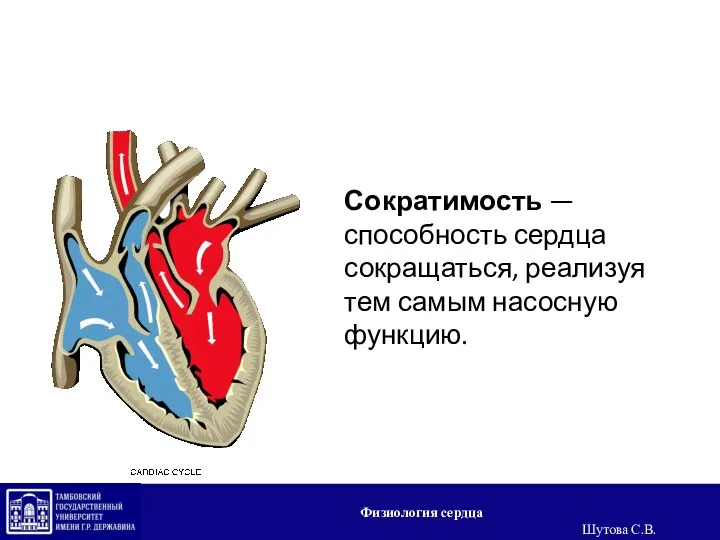 Сократимость — способность сердца сокращаться, реализуя тем самым насосную функцию. Физиология сердца Шутова С.В.