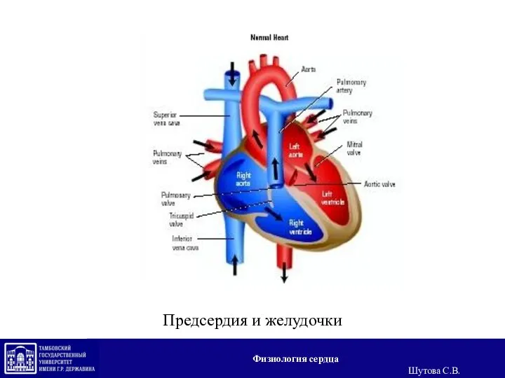 Предсердия и желудочки Физиология сердца Шутова С.В.