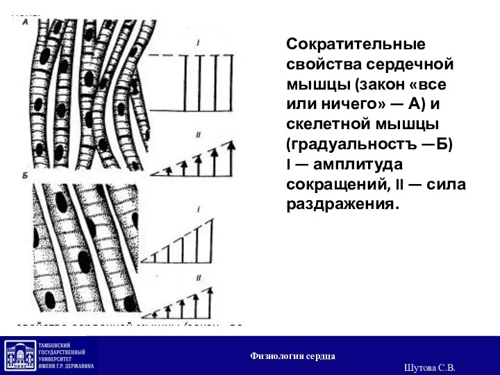 Сократительные свойства сердечной мышцы (закон «все или ничего» — А) и скелетной