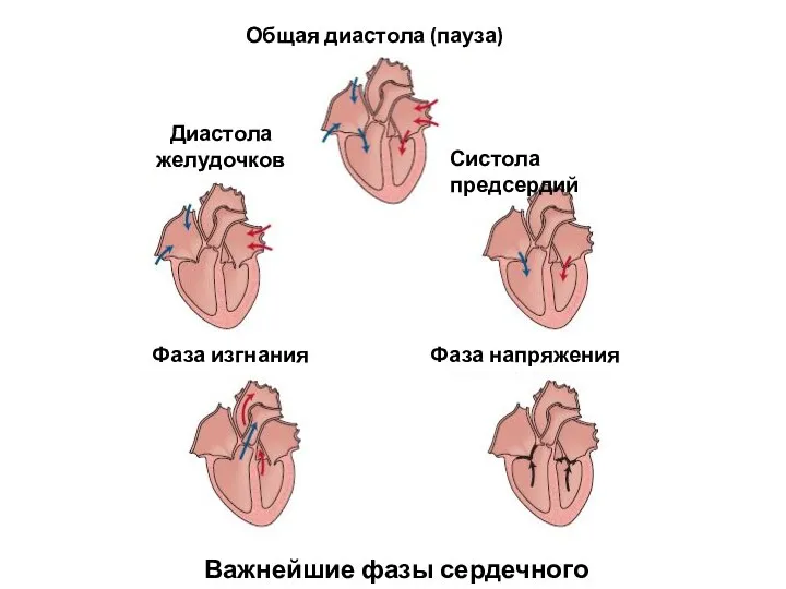 Важнейшие фазы сердечного цикла Общая диастола (пауза) Систола предсердий Фаза напряжения Фаза изгнания Диастола желудочков