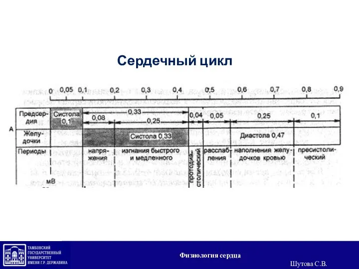 Сердечный цикл Физиология сердца Шутова С.В.