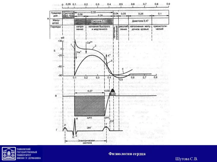 Физиология сердца Шутова С.В.