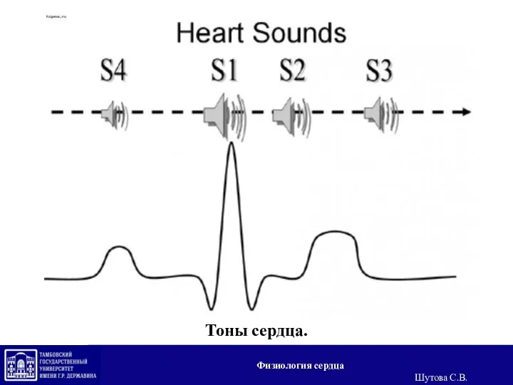 Тоны сердца. Физиология сердца Шутова С.В.