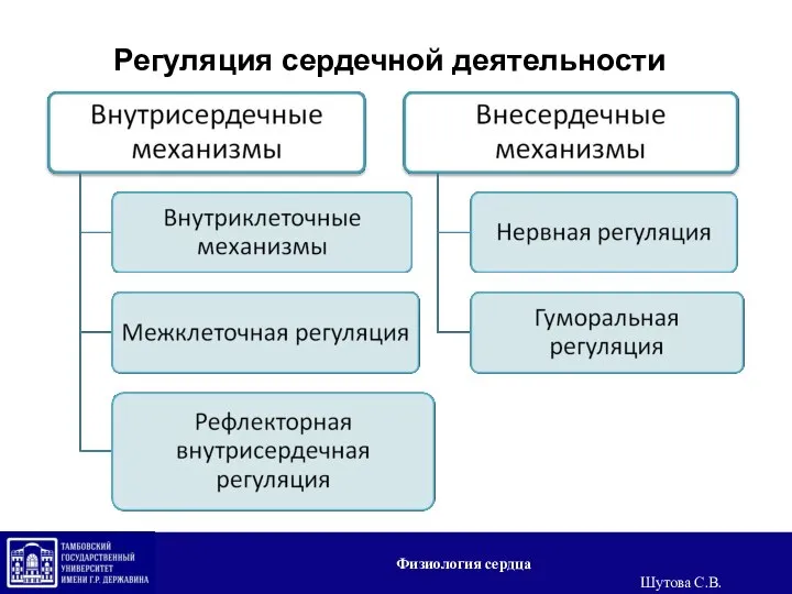 Регуляция сердечной деятельности Физиология сердца Шутова С.В.