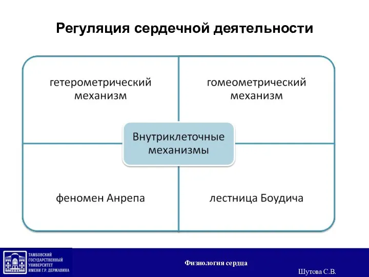 Регуляция сердечной деятельности Физиология сердца Шутова С.В.