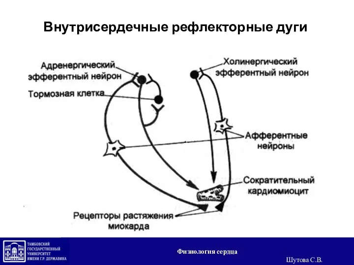 Внутрисердечные рефлекторные дуги Физиология сердца Шутова С.В.