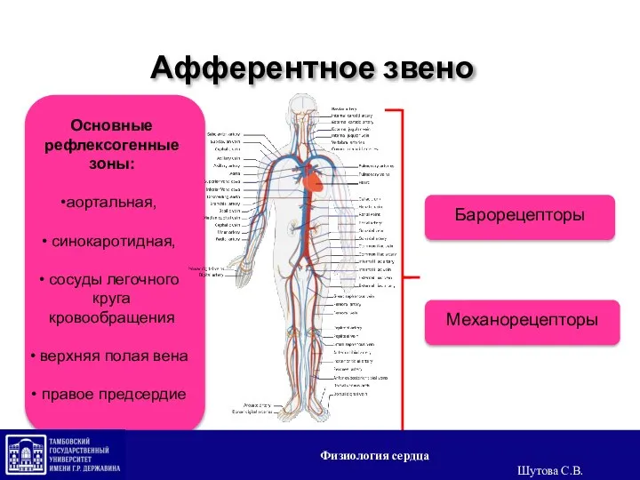 Афферентное звено Физиология сердца Шутова С.В.