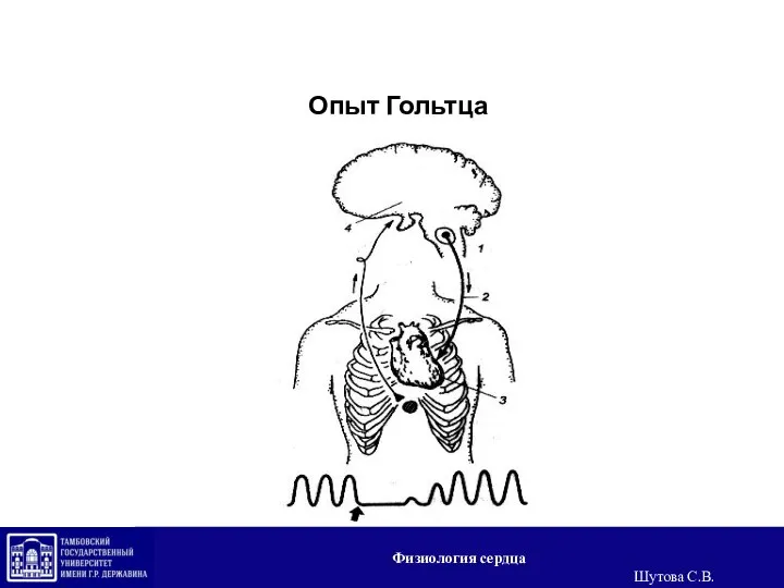 Опыт Гольтца Физиология сердца Шутова С.В.