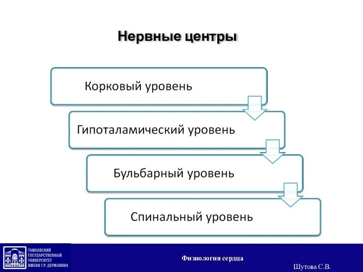 Нервные центры Физиология сердца Шутова С.В.