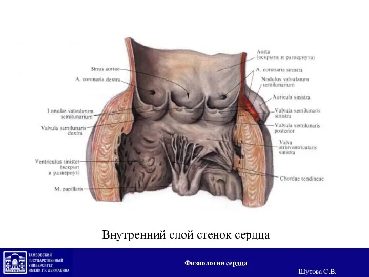 Внутренний слой стенок сердца Физиология сердца Шутова С.В.