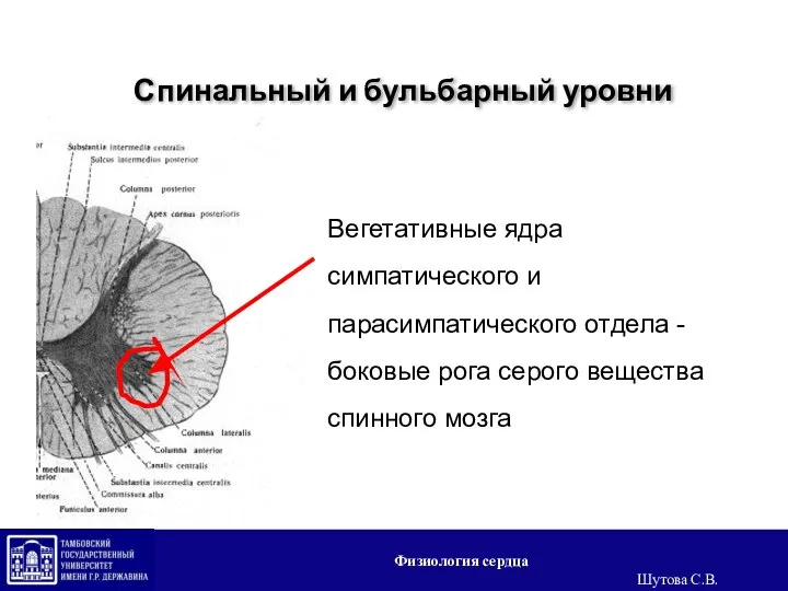 Спинальный и бульбарный уровни Вегетативные ядра симпатического и парасимпатического отдела - боковые