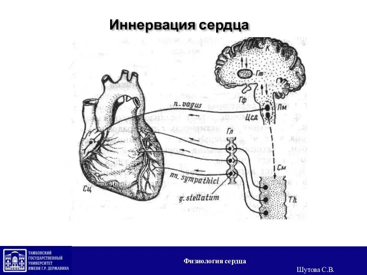 Иннервация сердца Физиология сердца Шутова С.В.