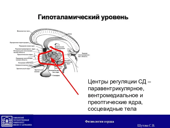 Гипоталамический уровень Центры регуляции СД – паравентрикулярное, вентромедиальное и преоптические ядра, сосцевидные