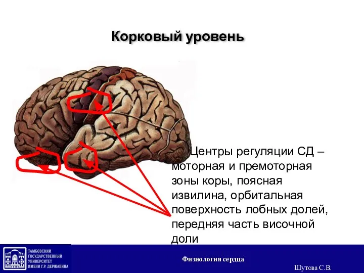 Корковый уровень Центры регуляции СД – моторная и премоторная зоны коры, поясная