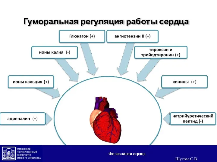 Гуморальная регуляция работы сердца Физиология сердца Шутова С.В.