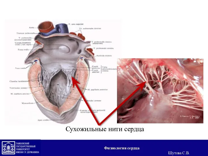 Сухожильные нити сердца Физиология сердца Шутова С.В.