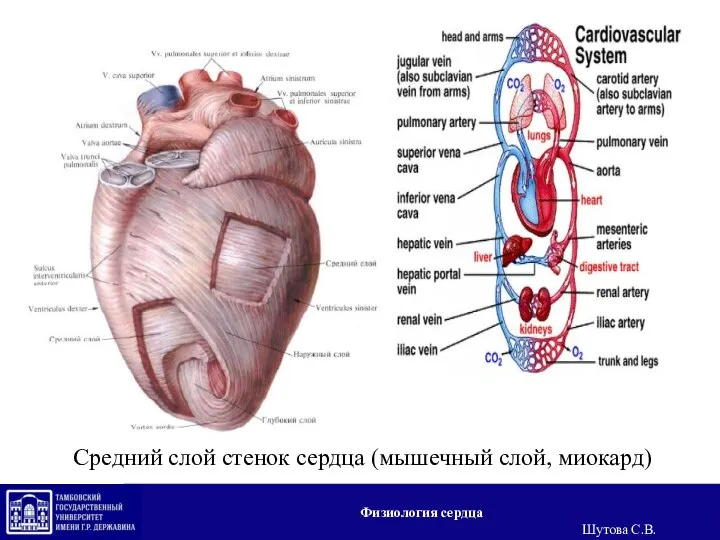 Средний слой стенок сердца (мышечный слой, миокард) Физиология сердца Шутова С.В.