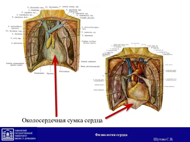 Околосердечная сумка сердца Физиология сердца Шутова С.В.