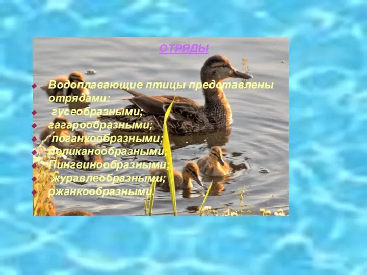ОТРЯДЫ Водоплавающие птицы представлены отрядами: гусеобразными; гагарообразными; поганкообразными; пеликанообразными; Пингвинообразными; журавлеобразными; ржанкообразными.