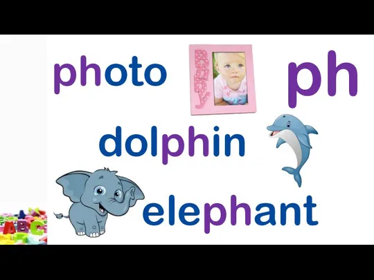 ph dolphin photo elephant