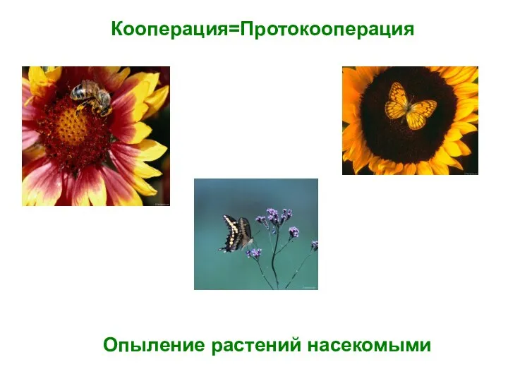 Кооперация=Протокооперация Опыление растений насекомыми