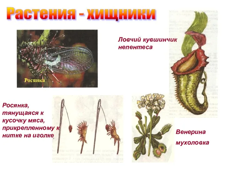 Растения - хищники Росянка Росянка, тянущаяся к кусочку мяса, прикрепленному к нитке