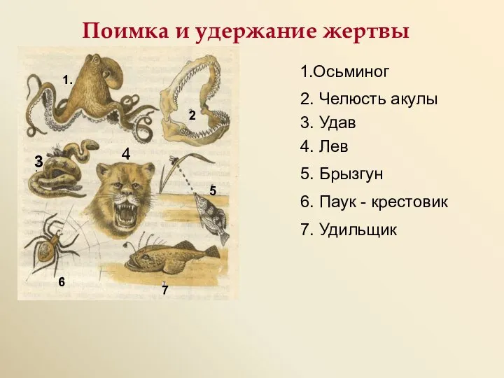 Поимка и удержание жертвы 1.Осьминог 2. Челюсть акулы 3. Удав 4. Лев