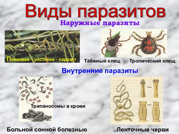 Виды паразитов Наружные паразиты Повилика – растение - паразит Таёжный клещ Тропический