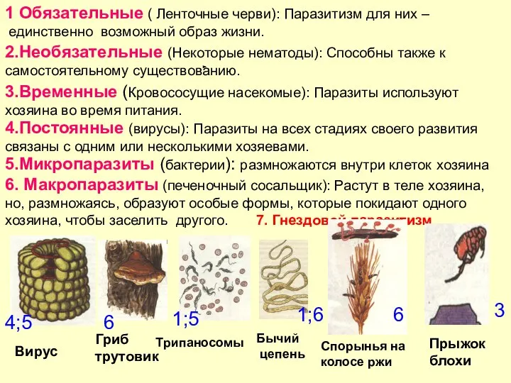 1 Обязательные ( Ленточные черви): Паразитизм для них – единственно возможный образ