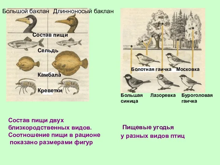 Состав пищи двух близкородственных видов. Соотношение пищи в рационе показано размерами фигур