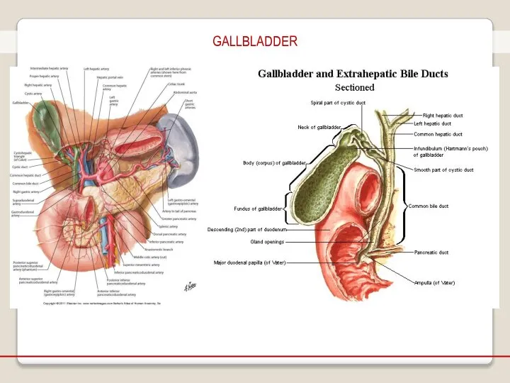 GALLBLADDER