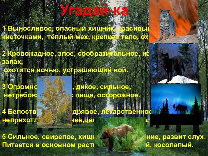 Угадай-ка 1 Выносливое, опасный хищник, красивый, уши с кисточками, тёплый мех, крепкое