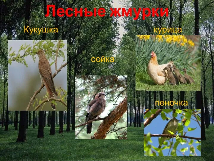 Лесные жмурки пеночка Кукушка курица сойка