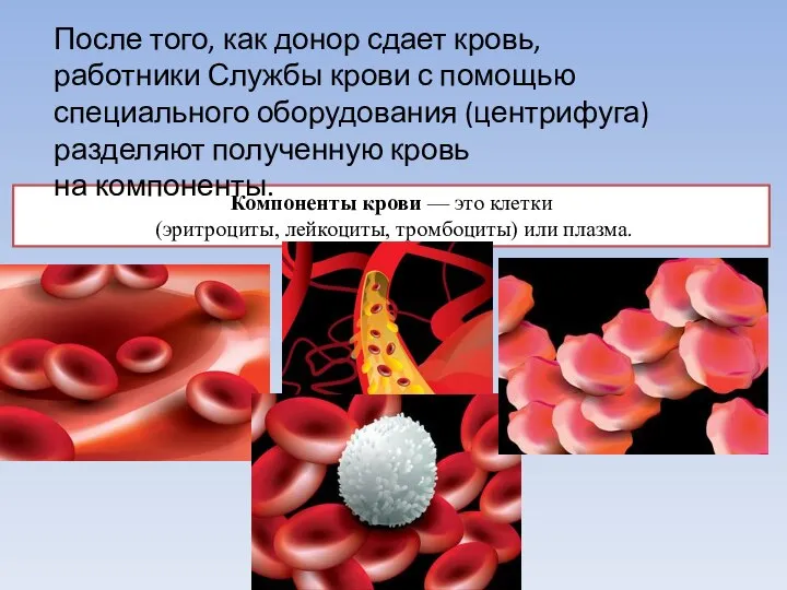 Компоненты крови — это клетки (эритроциты, лейкоциты, тромбоциты) или плазма. После того,