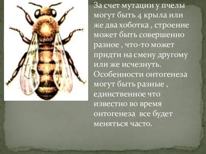 За счет мутации у пчелы могут быть 4 крыла или же два