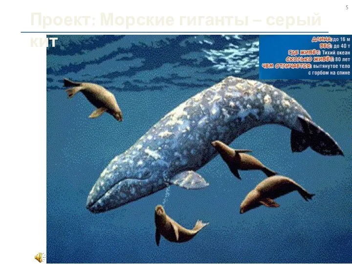 Проект: Морские гиганты – серый кит