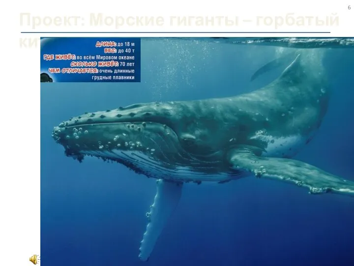 Проект: Морские гиганты – горбатый кит