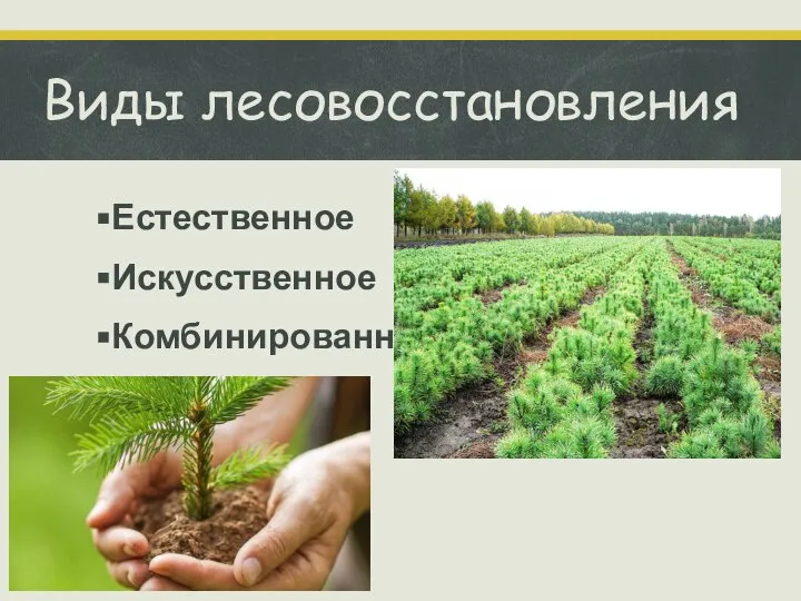 Виды лесовосстановления Естественное Искусственное Комбинированное