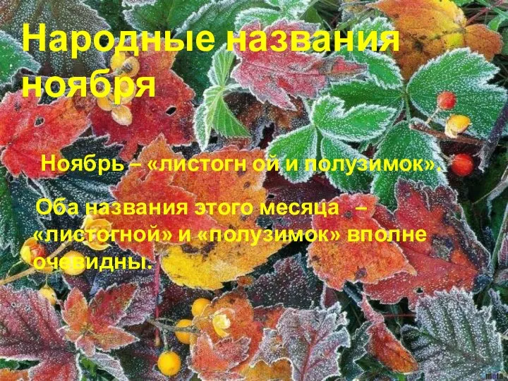 Ноябрь – «листогн ой и полузимок». Оба названия этого месяца –«листогной» и