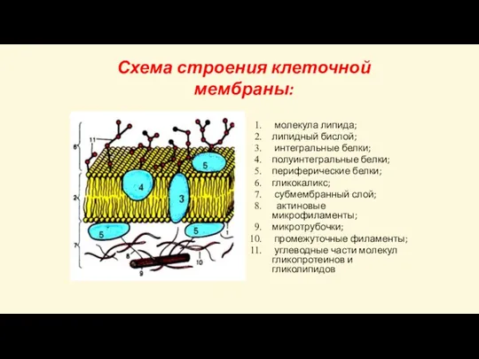 Схема строения клеточной мембраны: молекула липида; липидный бислой; интегральные белки; полуинтегральные белки;